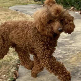 Australian Labradoodles, Goldendoodles, and Poodles from P91 Poodles and Doodles
