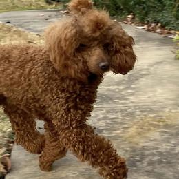 Australian Labradoodles, Goldendoodles, and Poodles from P91 Poodles and Doodles
