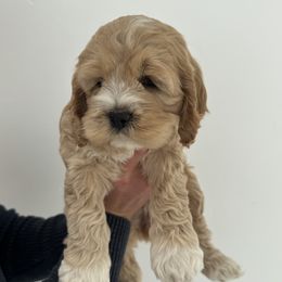 June - Buff and white female Cockapoo puppy in Layton, Utah from Cookie Cocker Farms