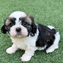 AKC Female Coco, Champion Bloodline - Tricolor female Shih Tzu puppy in Long Beach, California from Shih Zu’s of Long Beach