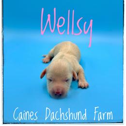 Wellsy - Cream female Dachshund puppy in Cincinnati, Ohio from Caines Dachshund Farm
