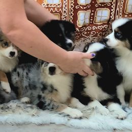 Australian Shepherd Puppies from Winsome Aussies