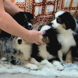 Australian Shepherd Puppies from Winsome Aussies