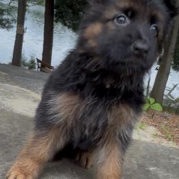 White - Black and red male German Shepherd puppy in Medford, New Jersey from Christina's German Shepherds