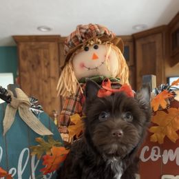Ophelia - Liver female Yorkshire Terrier puppy in Parkersburg, West Virginia from Chocolate Diamonds in the RUFF