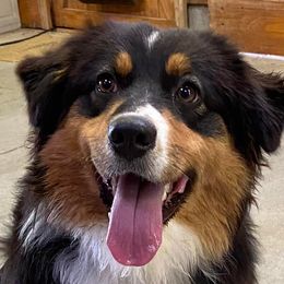 Australian Shepherds from Serenity Acres Aussies