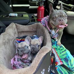Romance - Fawn male French Bulldog puppy in North Fort Myers, Florida from Little Rascals