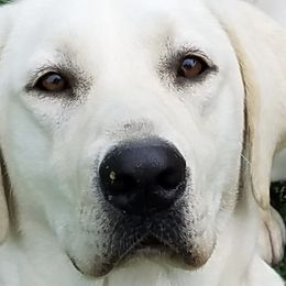 Labrador Retrievers from Chien du bayou
