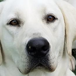 Labrador Retrievers from Chien du bayou