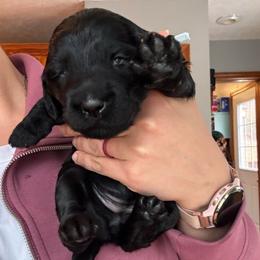 Muffin - Black female Goldendoodle puppy in Glen Daniel, West Virginia from Dani’s Doodles