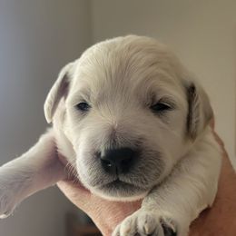 Goldendoodle Puppies from Sancass'd Goldendoodles