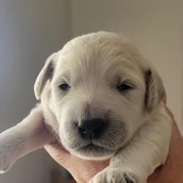 Goldendoodle Puppies from Sancass'd Goldendoodles