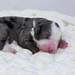 Bumble - Merle male Bernedoodle puppy in Fleming, Colorado from Vandenbark Doodles