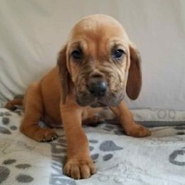 Boy 3 - Red male Bloodhound puppy in Paoli, Indiana from Houndsarunning Bloodhounds