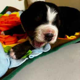 Orange Thyme - Black rust and white female Bernese Mountain Dog puppy in Carlotta, California from Aunt-T’s Australian Shepherds