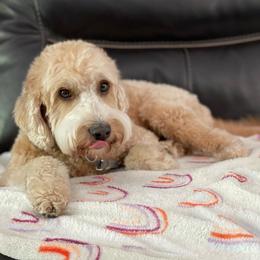 Penny - Australian Labradoodle