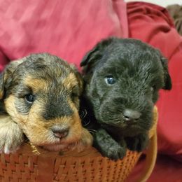 Lakeland Terriers from Brush Creek Lakeland Terriers