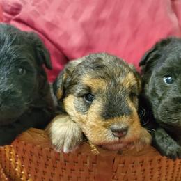 Lakeland Terriers from Brush Creek Lakeland Terriers