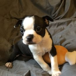 Boston Terrier Puppies from Bonze Boston Terriers