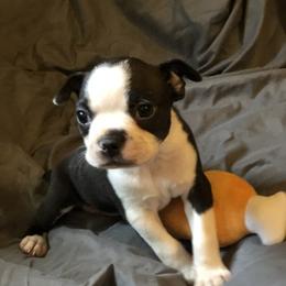 Boston Terrier Puppies from Bonze Boston Terriers