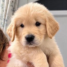Dark Green boy - Golden male Golden Retriever puppy in Fresno, California from Warwick’s Central California Goldens