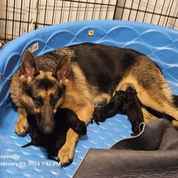 Kameela - German Shepherd