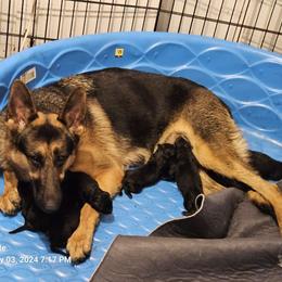 Kameela - German Shepherd