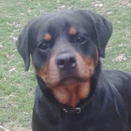 Bailey - Rottweiler