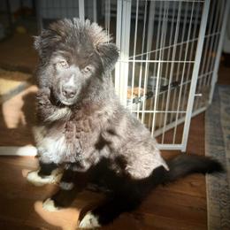 Vesuvius - Black and white male Siberian Husky puppy in Florence, Kentucky from Moonlight Howl Huskies