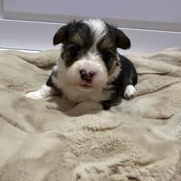 Kodiak - Black and tan male American Corgi puppy in Decatur, Texas from Bar S Corgis