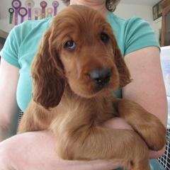 Girl 1 - Red female Irish Setter puppy in Verona, Wisconsin from Anamacara Irish Setters