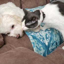 Coton de Tulear and Poodle Puppies from Legacy Pets