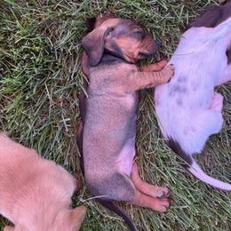 Dachshund Puppies from Sausage Squad