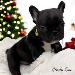 Cindy Lou - Brindle and white female French Bulldog puppy in Hughesville, Maryland from Fox Run Farm