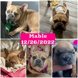 Mable - Blue fawn female French Bulldog puppy in Michigan from Fur Baby Farms