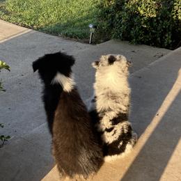 Australian Shepherd and Miniature Australian Shepherd Puppies from L Bar W Aussie Ranch