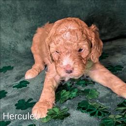 Hercule - Golden male Cockapoo puppy in Sunset, Louisiana from Cano Cockapoos