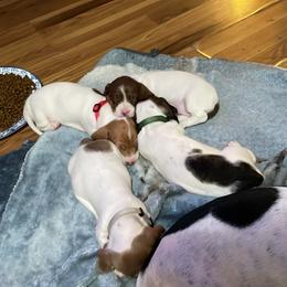 Dachshund Puppies from Hursh’s Hounds