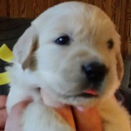 Golden Retriever Puppies from G & G Goldens