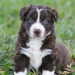 Mitch - Red male Border Collie puppy in Tylertown, Mississippi from Cool Meadow Farms