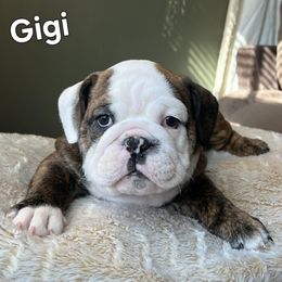 Bulldog Puppies from Mary Estabrook