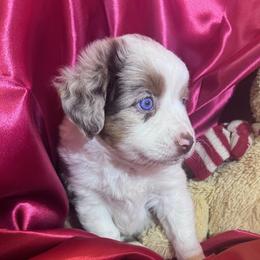 Cupid - Red merle female Miniature Australian Shepherd puppy in Granbury, Texas from Jubilee Acres