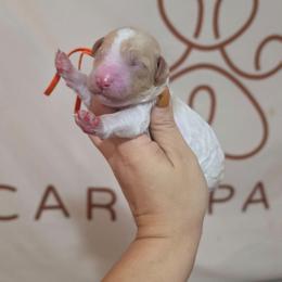 Macchiato - Parti male Poodle puppy in Plainfield, New Jersey from Caris Paws Poodles and Labradoodles