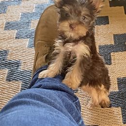 Duchess - Yorkshire Terrier