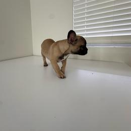 Miss Orange - Fawn and white female French Bulldog puppy in Anaheim, California from Brightest Days Ahead
