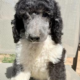 Atlas - Parti male Poodle puppy in Meadowbrook, California from Standard Poodle Pups