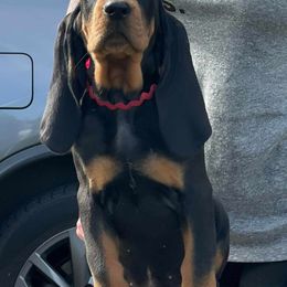 Black and Tan Coonhound Puppies from Windbourne Farm Black & Tan Coonhounds