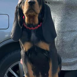 Black and Tan Coonhound Puppies from Windbourne Farm Black & Tan Coonhounds
