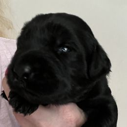 Blue collar - Black female Giant Schnauzer puppy in Atoka, Oklahoma from Hannah's Haus & Farm