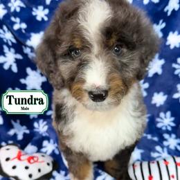 Tundra - In Training - Merle male Bernedoodle puppy in Milan, Indiana from Doodles & Spice